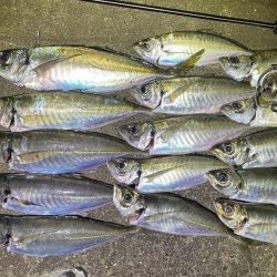 産卵前アジング