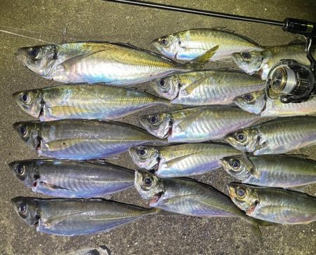 産卵前アジング