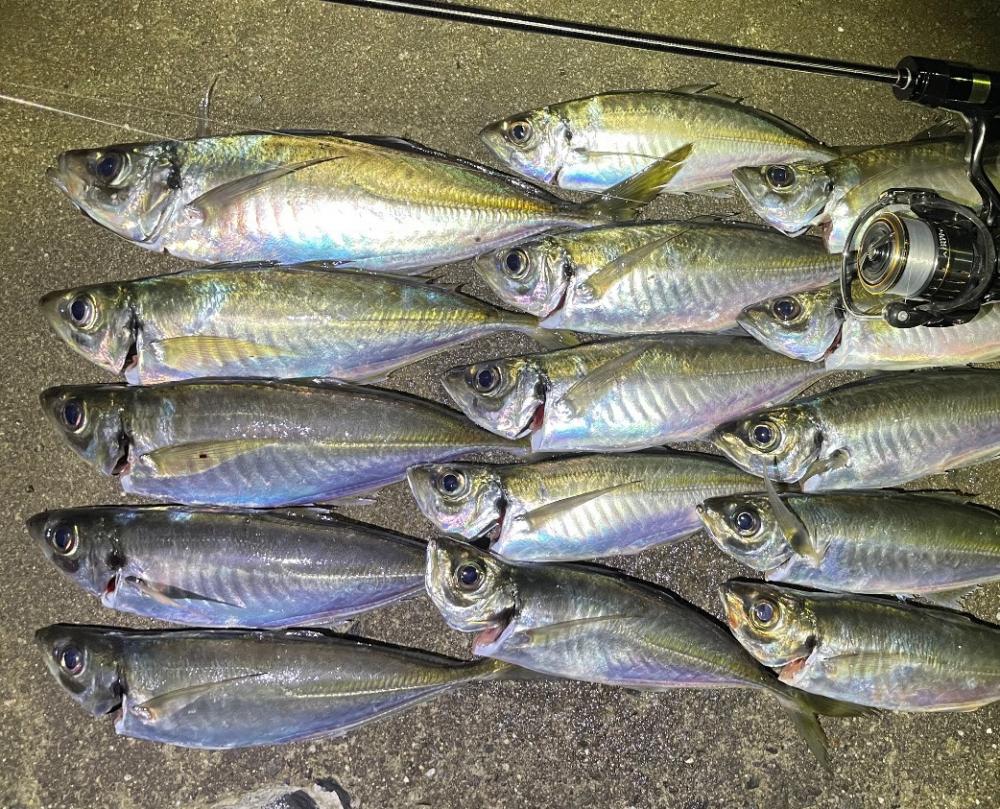 産卵前アジング