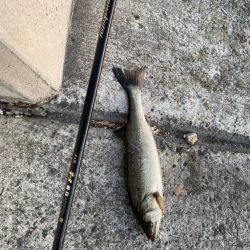 魚が浮いてもタモに入るまで　DAY2