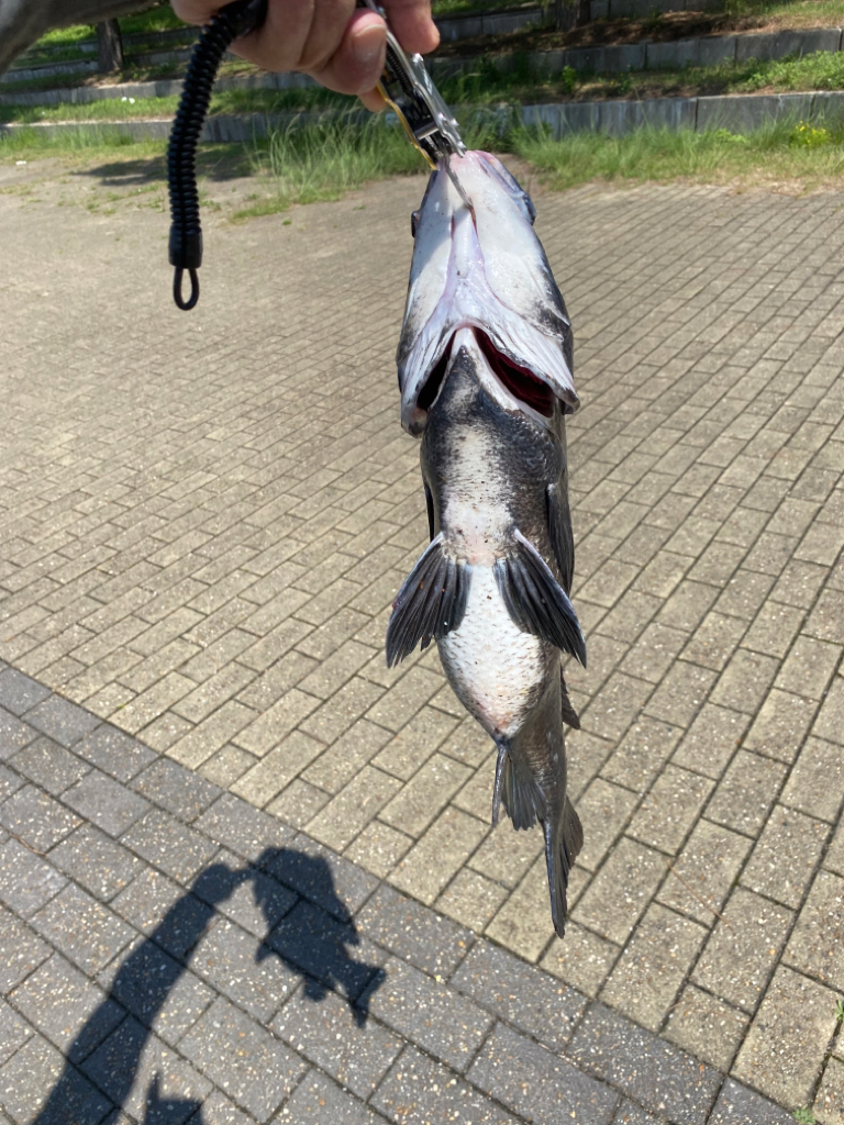 フカセってきました