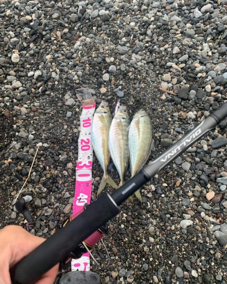 サーフタックルでアジング！？