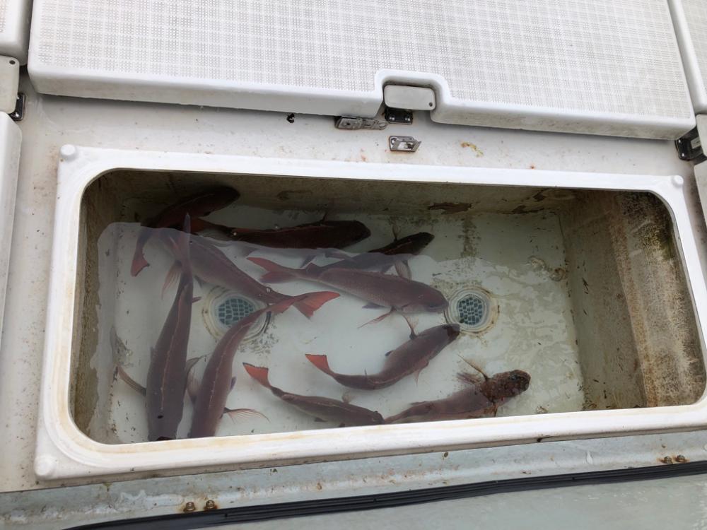 明石タイラバ！