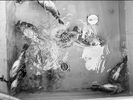 ガチンコロックは安定