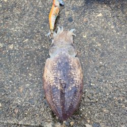 アジとコウイカ