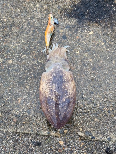 アジとコウイカ