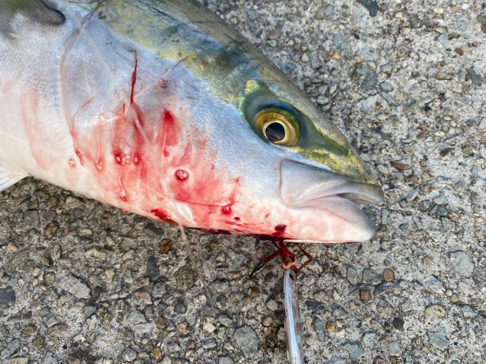 ショアジギング