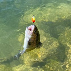 高島の泉でエリアトラウト
