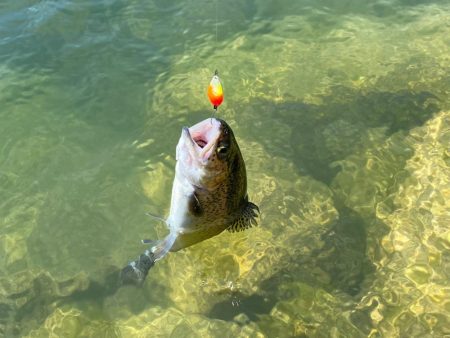 高島の泉でエリアトラウト