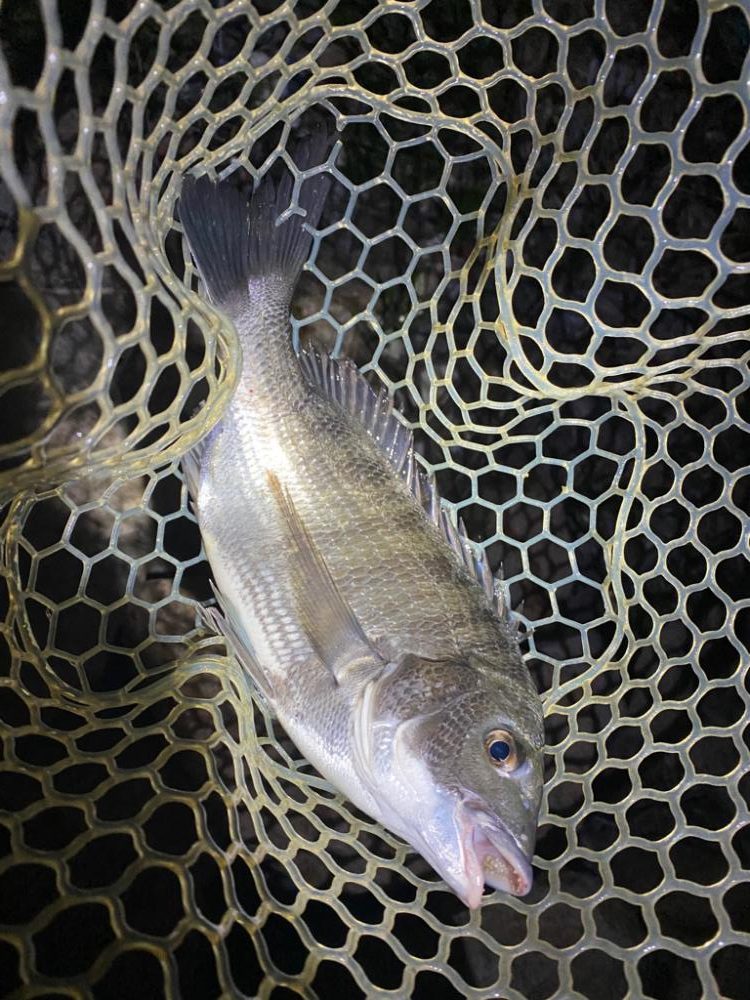 淀川ブリームゲーム