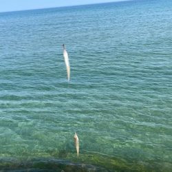 鳥取サーフでキス釣り