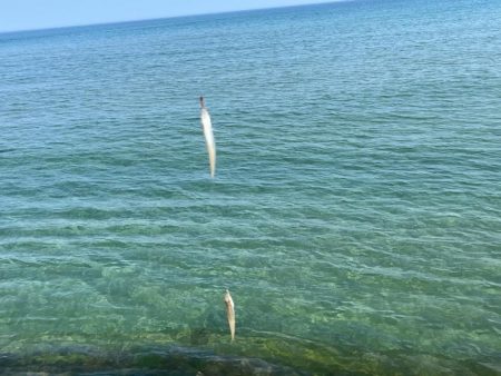 鳥取サーフでキス釣り