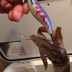 シーズン先取りイカメタル！