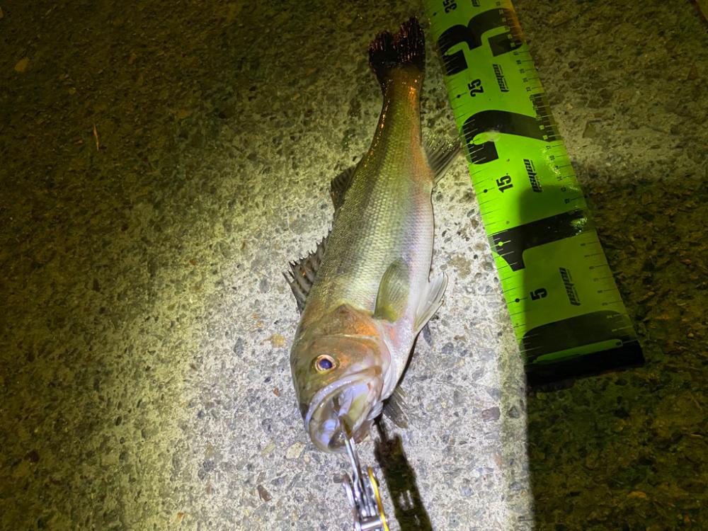 ヘチってきました