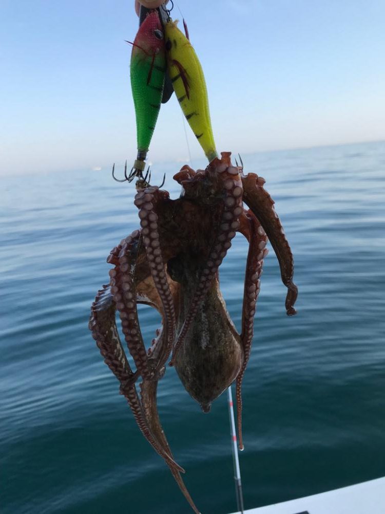 明石海峡でタコと青物