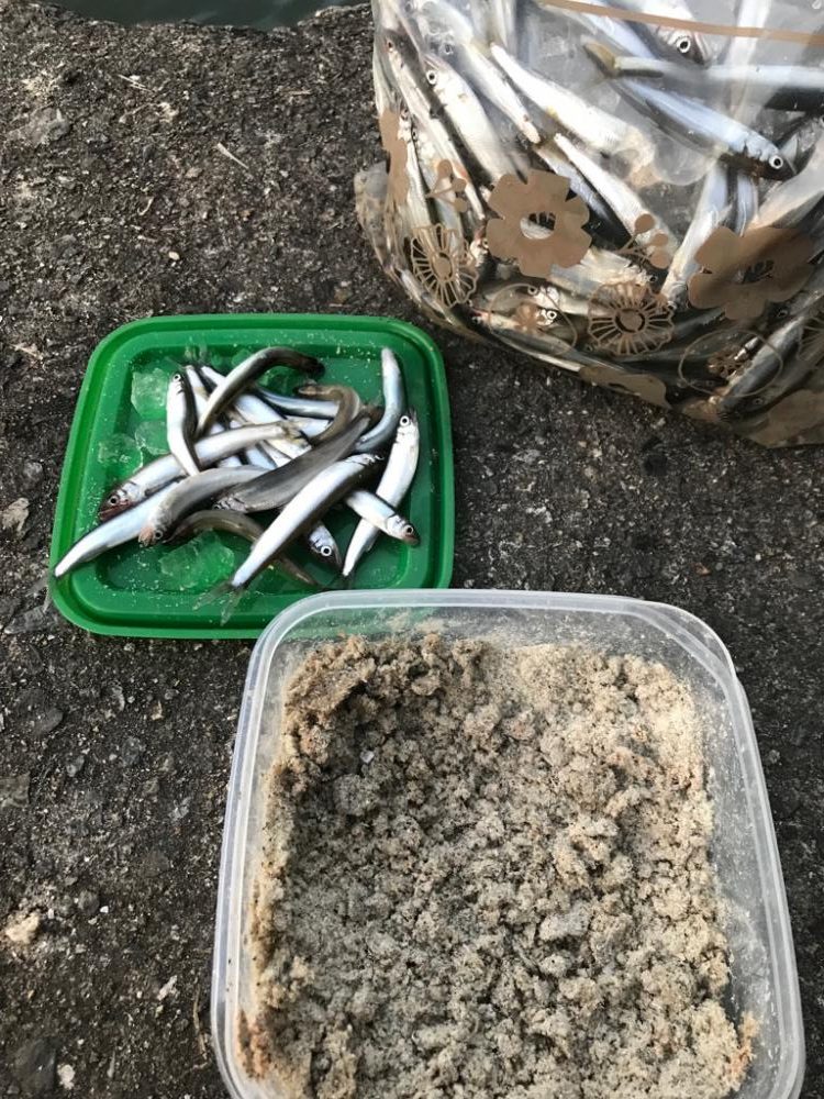 今年最後の稚鮎サビキ