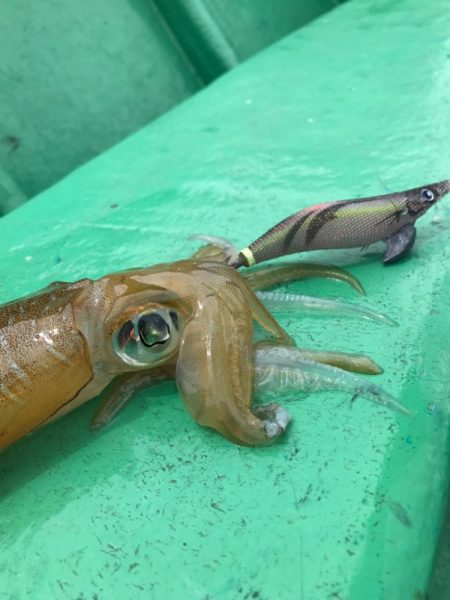 いつ何時も頼りになるベイトフェザーネオグロー！！