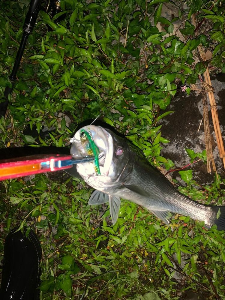 満潮からの下げ狙い