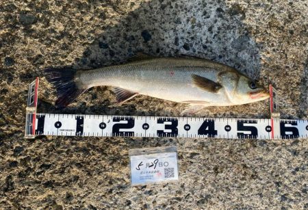 釣り始めの出だしは良かったのですがその後