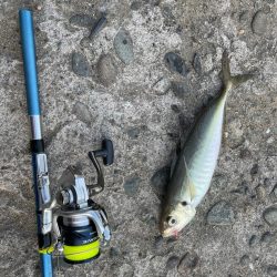 投げサビキで尺アジ