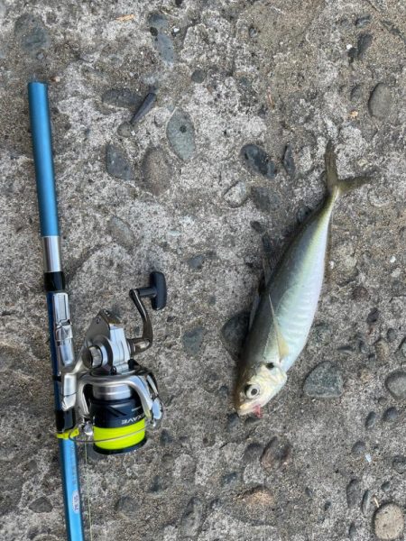 投げサビキで尺アジ