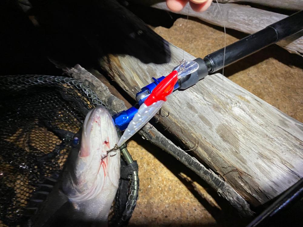 淀川でシーバスとキビレを沢山バラス日