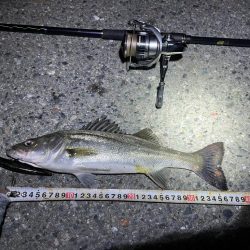 バチ抜けシーバス