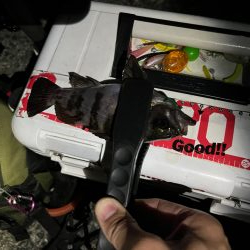 久しぶりのメバル探し