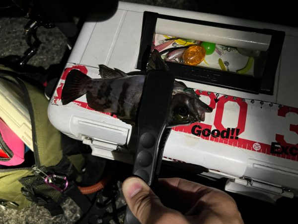 久しぶりのメバル探し