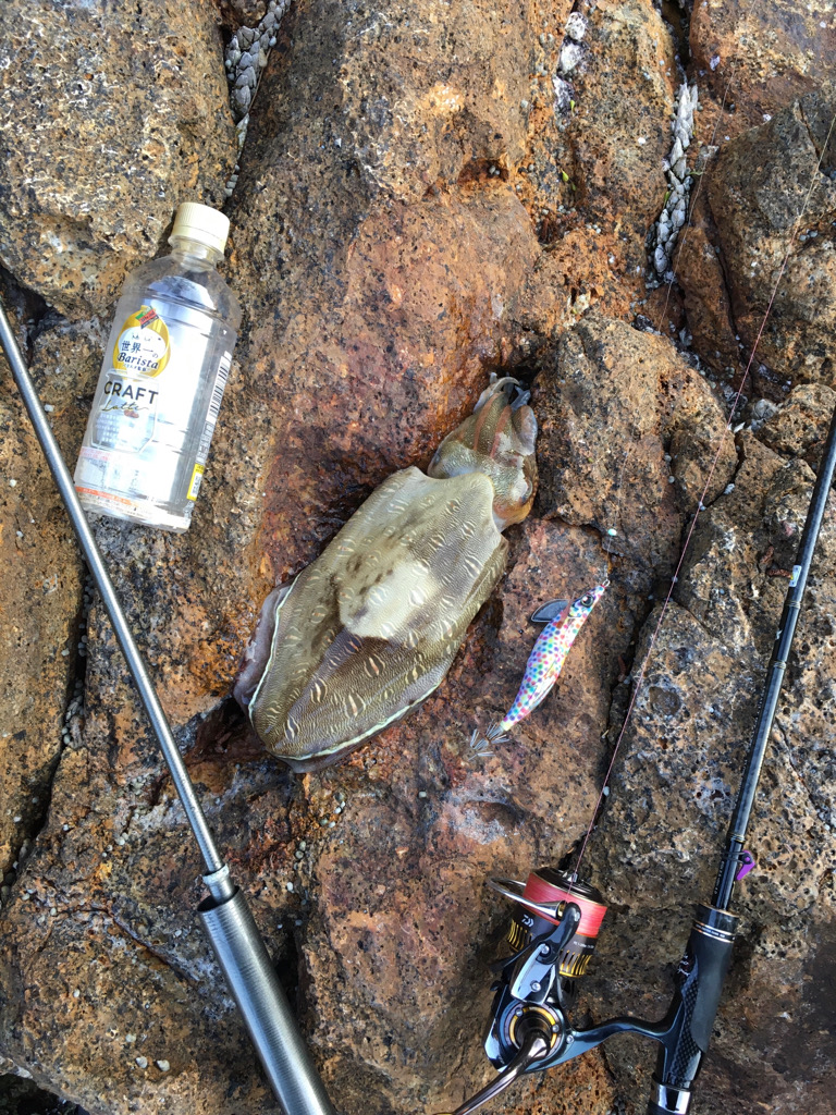 コウイカなら安定した釣果