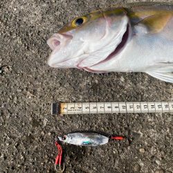 カマスの下にはやっぱりいる!