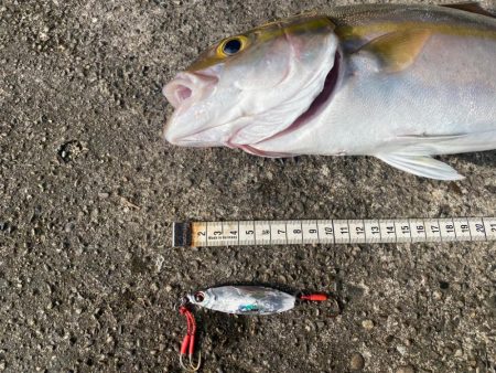 カマスの下にはやっぱりいる！