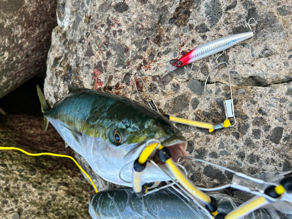 メジロ71センチ ハマチ50センチ