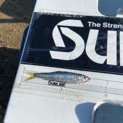 琵琶湖小鮎釣り