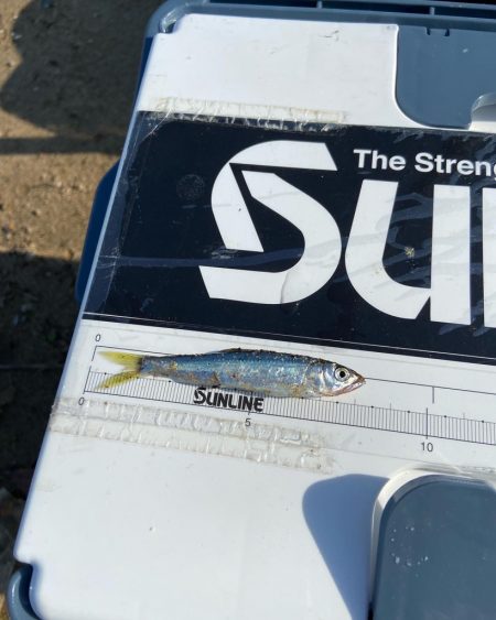 琵琶湖小鮎釣り