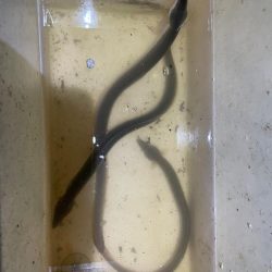 今シーズン初のウナギ調査