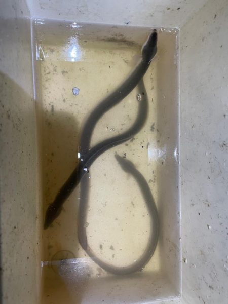 今シーズン初のウナギ調査