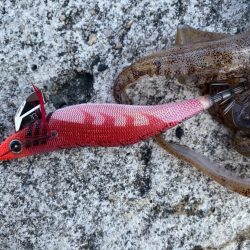 アオリイカを求めてのエギング