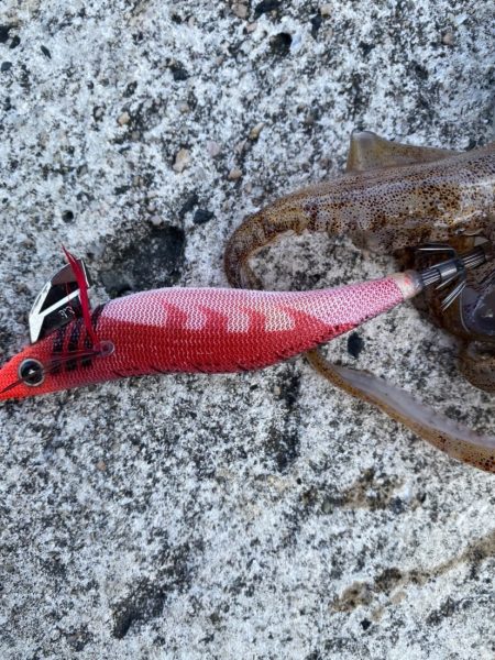 アオリイカを求めてのエギング