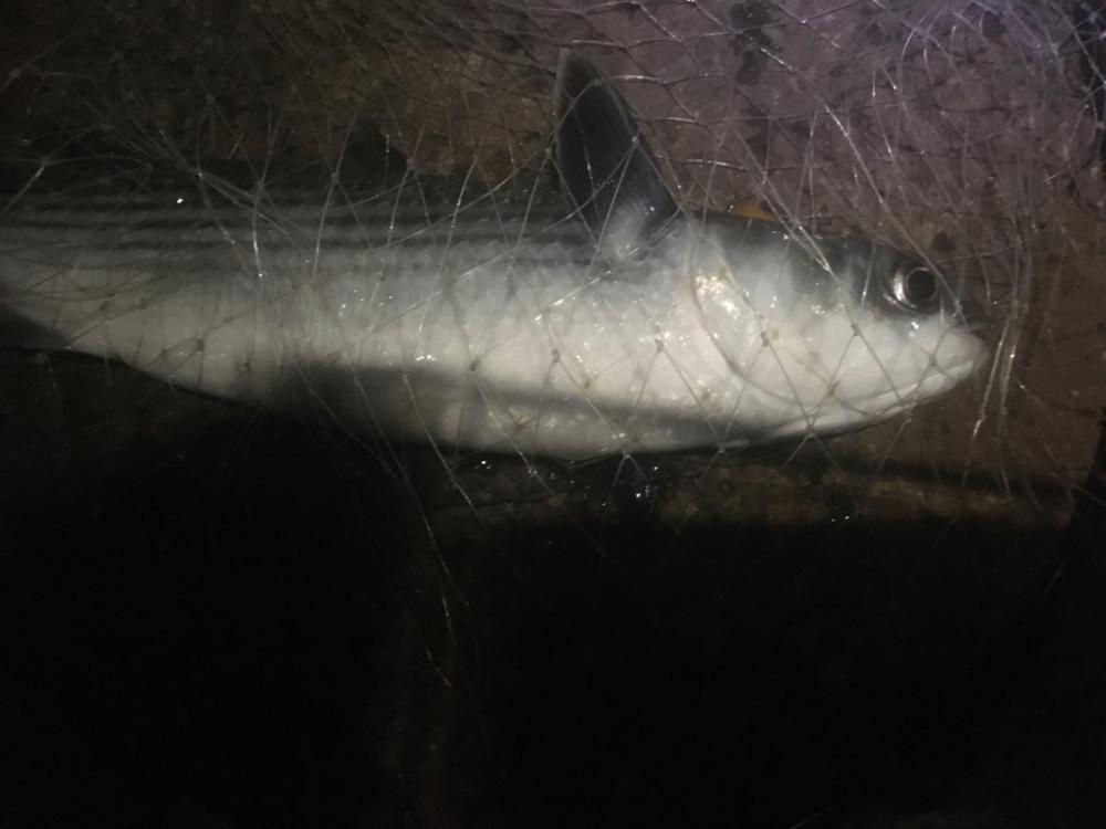 バチ抜け釣行  2