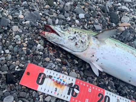 マキマキサゴシSPでサワラ！