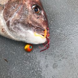 REDBACK 鯛乃実TGハイブリッドで日本海の大鯛チャレンジ！！