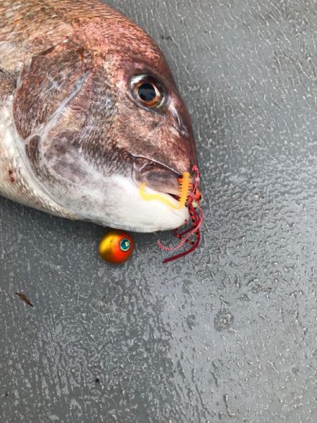 REDBACK 鯛乃実TGハイブリッドで日本海の大鯛チャレンジ！！