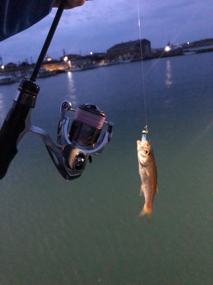 アジングなのにムツングに…