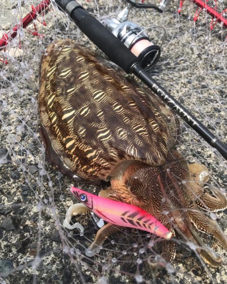 若狭湾もベイトフェザーネオグロー！触ってアオリー