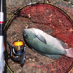 梅雨グレ 磯釣り