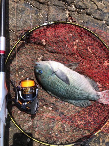 梅雨グレ 磯釣り