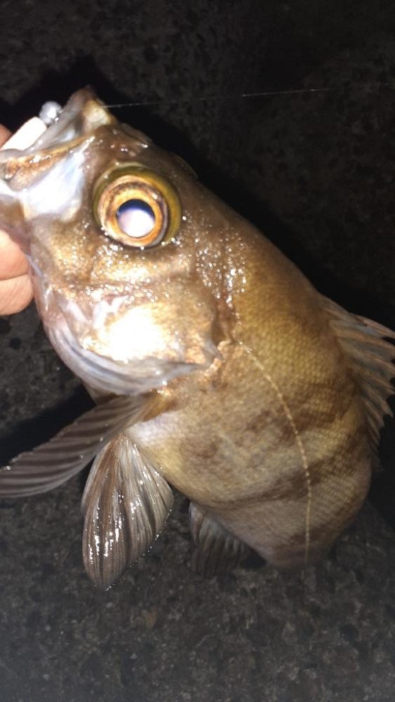 久々のメバリング