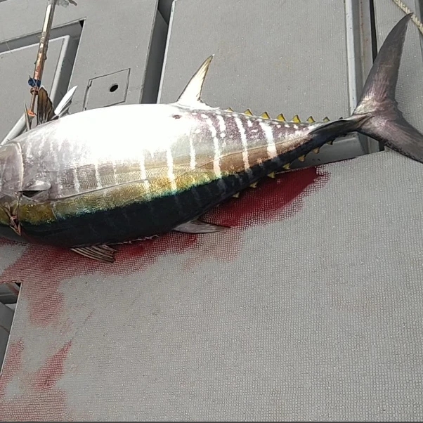 初キハダキャスティング