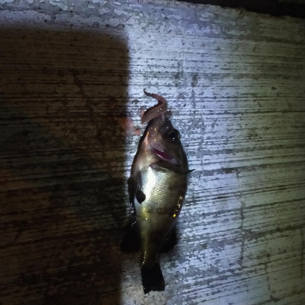 ウキ釣り、ショアジギングまたも不発